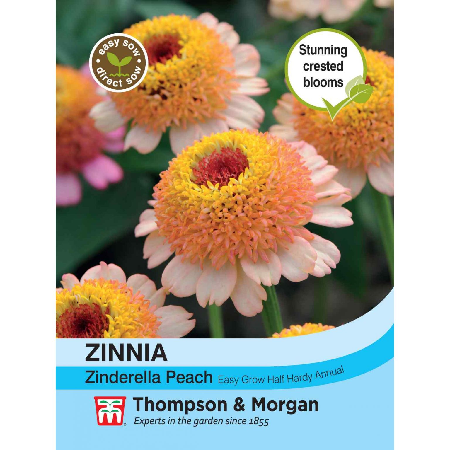 Zinnia elegans Zinderella Peach - Thirsk Garden Centre